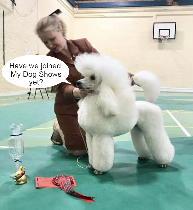 Dog At Show Dog At Show